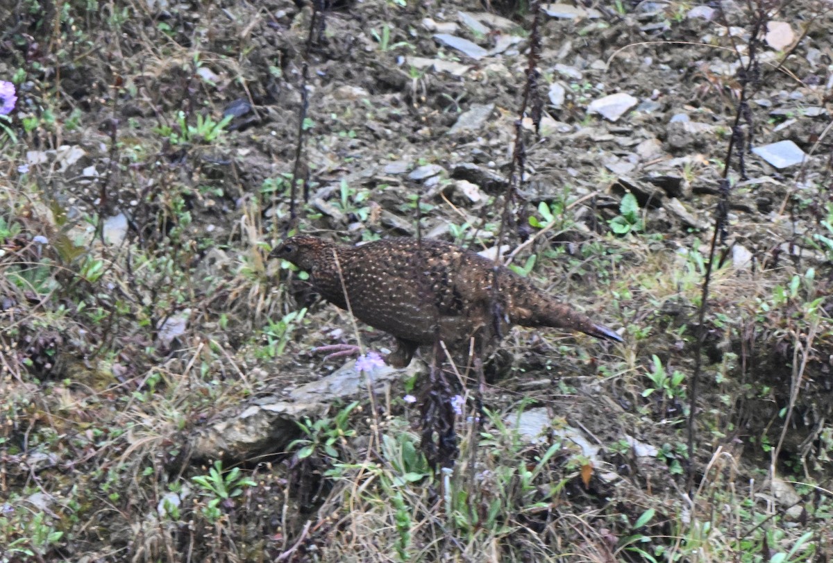 Satyr Tragopan - ML637624551
