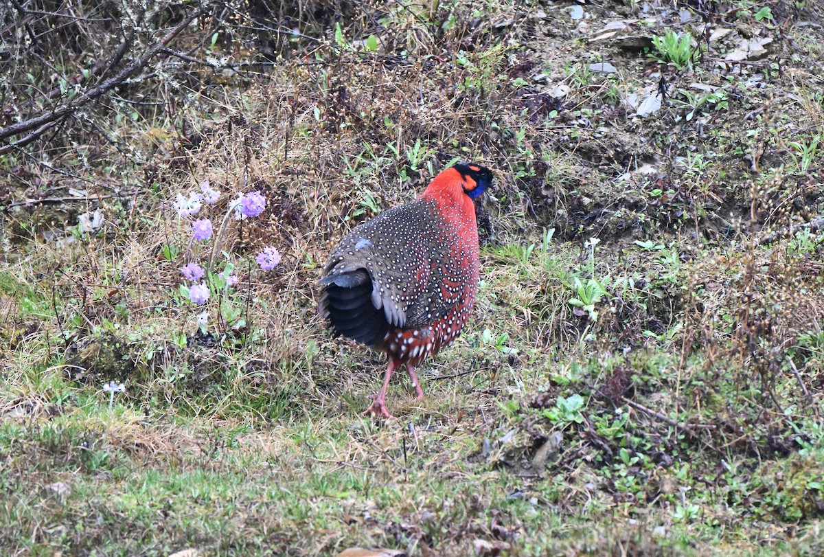 Satyr Tragopan - ML637624552
