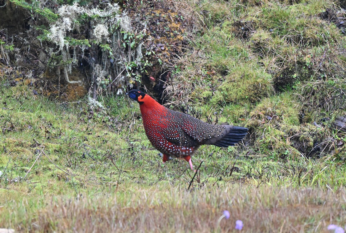 Satyr Tragopan - ML637624553