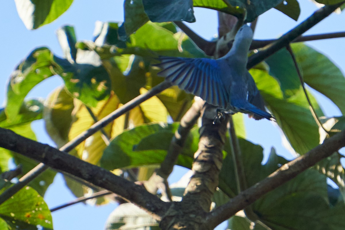 Tangara évêque - ML637624565