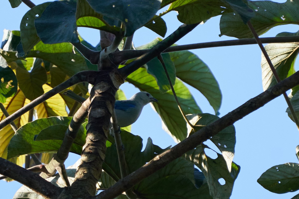 Tangara évêque - ML637624566