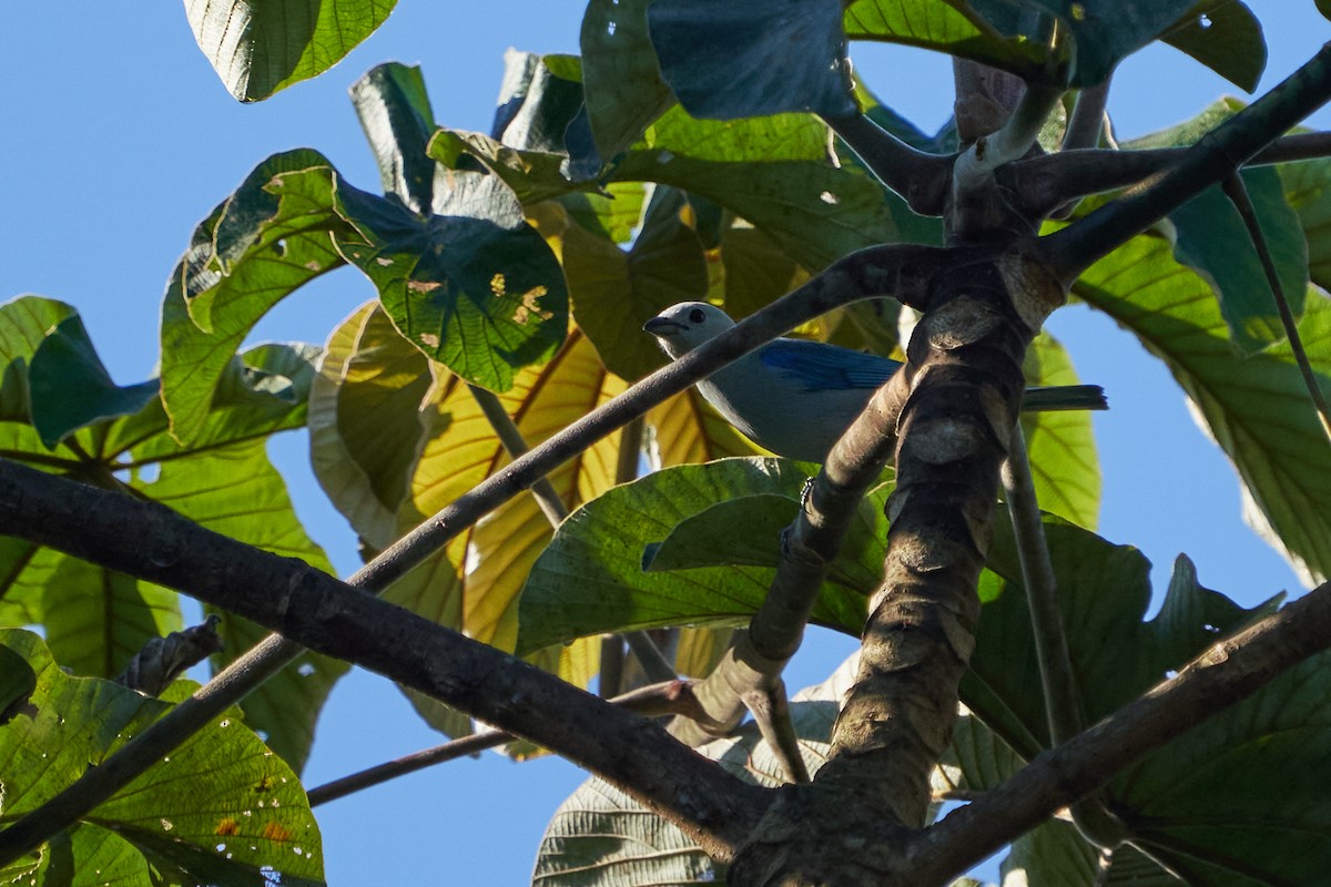 Tangara évêque - ML637624567