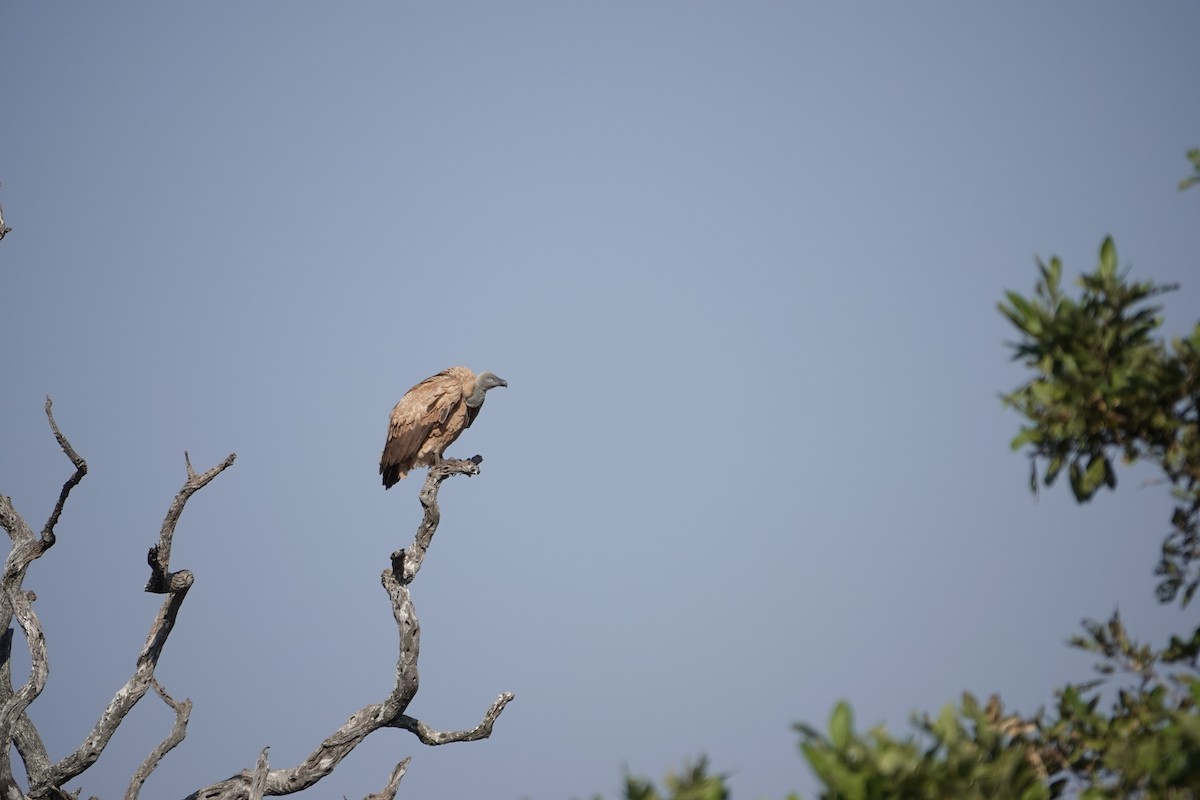 Cape Griffon - ML637624570