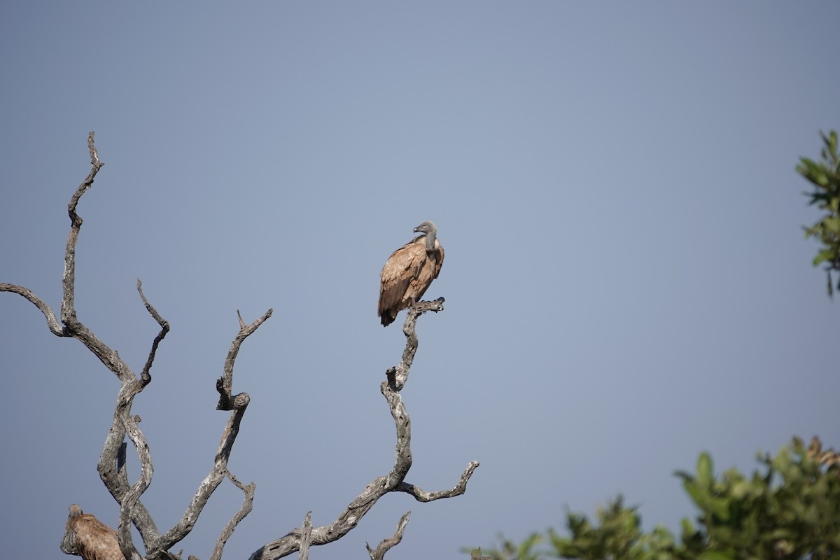 Cape Griffon - ML637624571