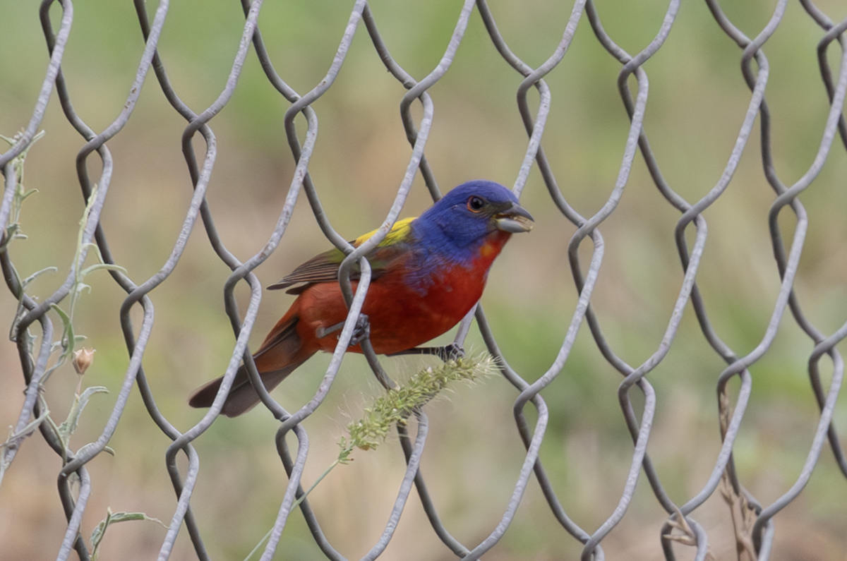 Painted Bunting - ML637624635