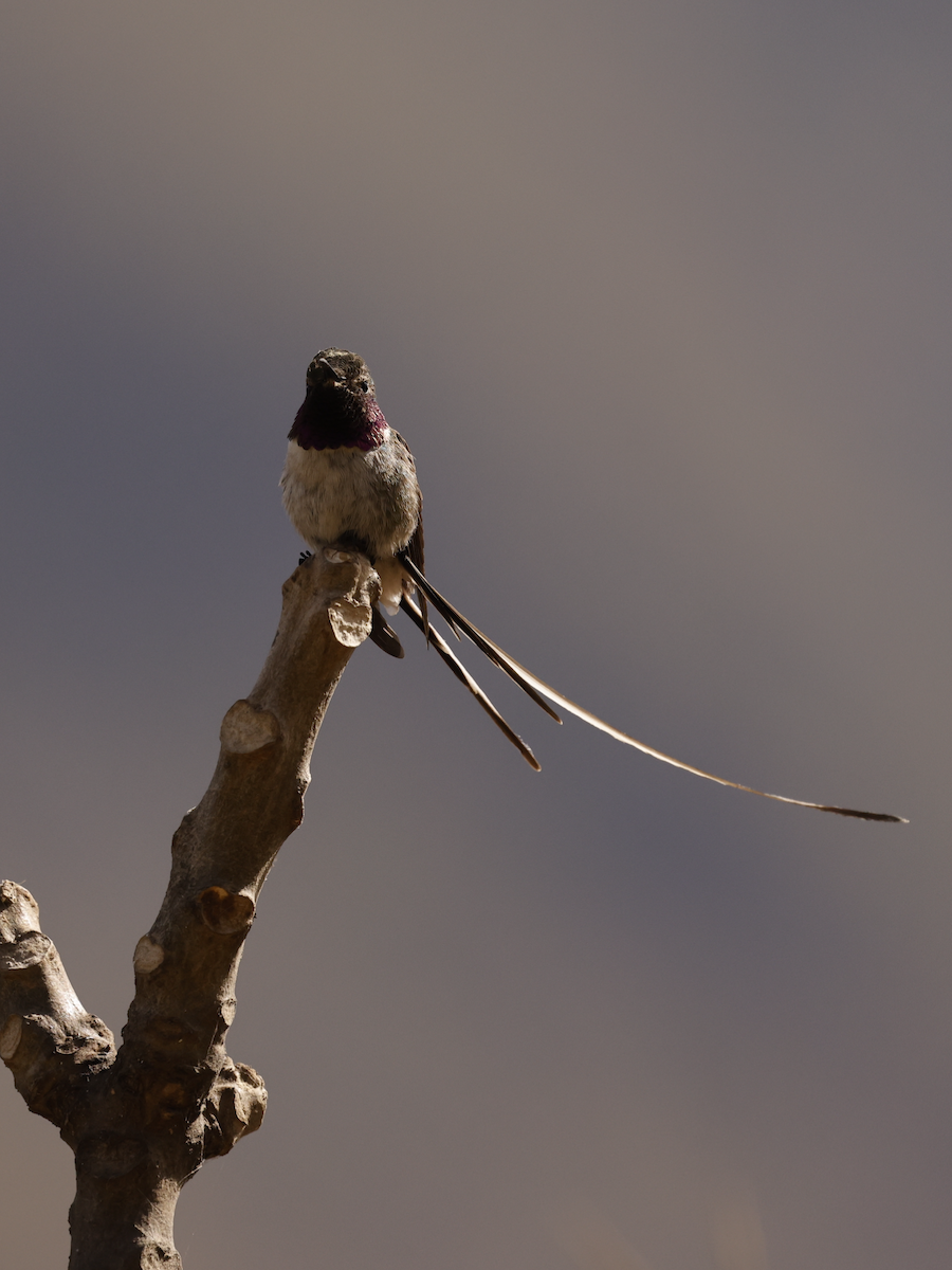 Peruvian Sheartail - ML637624638