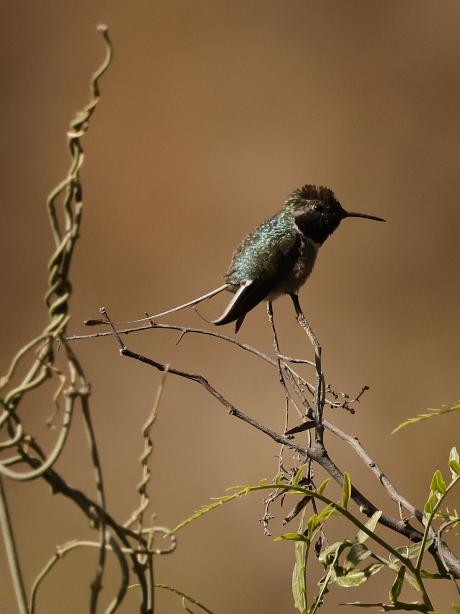 Peruvian Sheartail - ML637624639