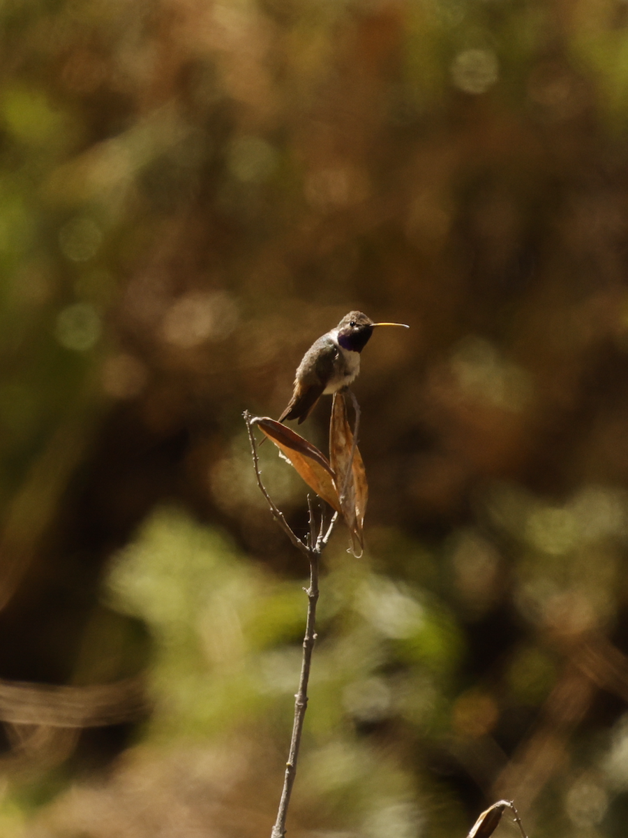 Oasis Hummingbird - ML637624658