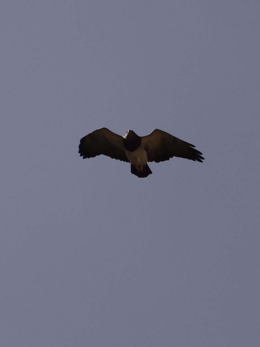 Black-chested Buzzard-Eagle - ML637624669
