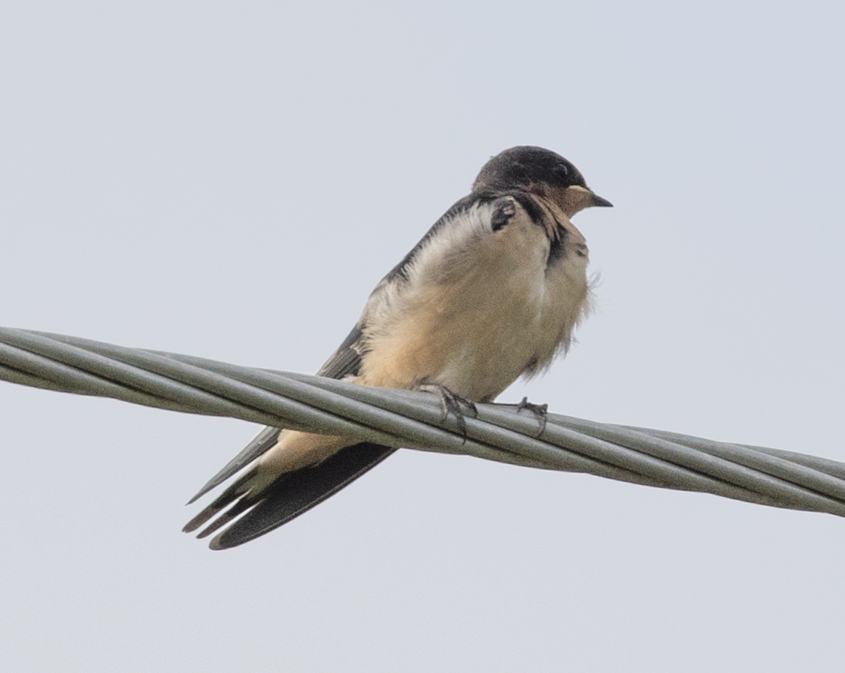 Barn Swallow - ML637624689