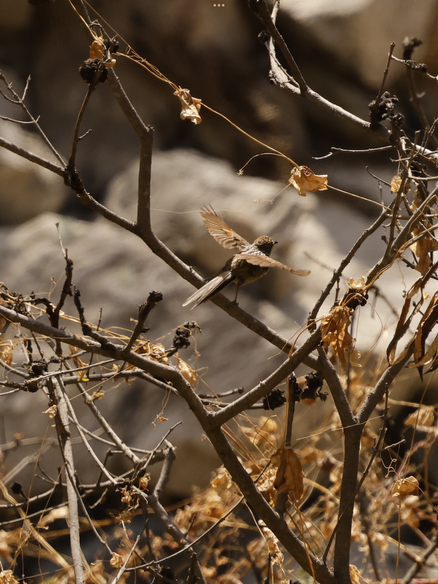 Streaked Tit-Spinetail - ML637624692