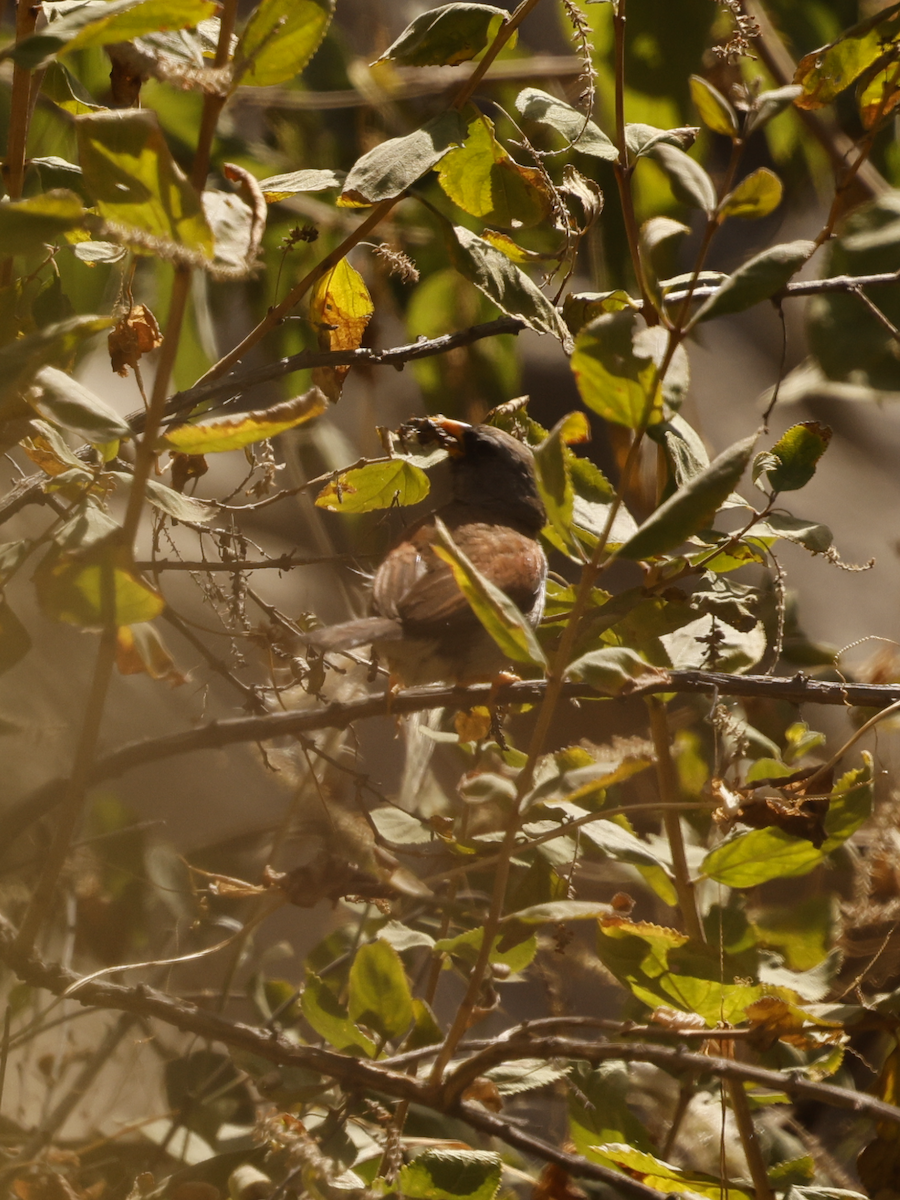 Great Inca-Finch - ML637624705