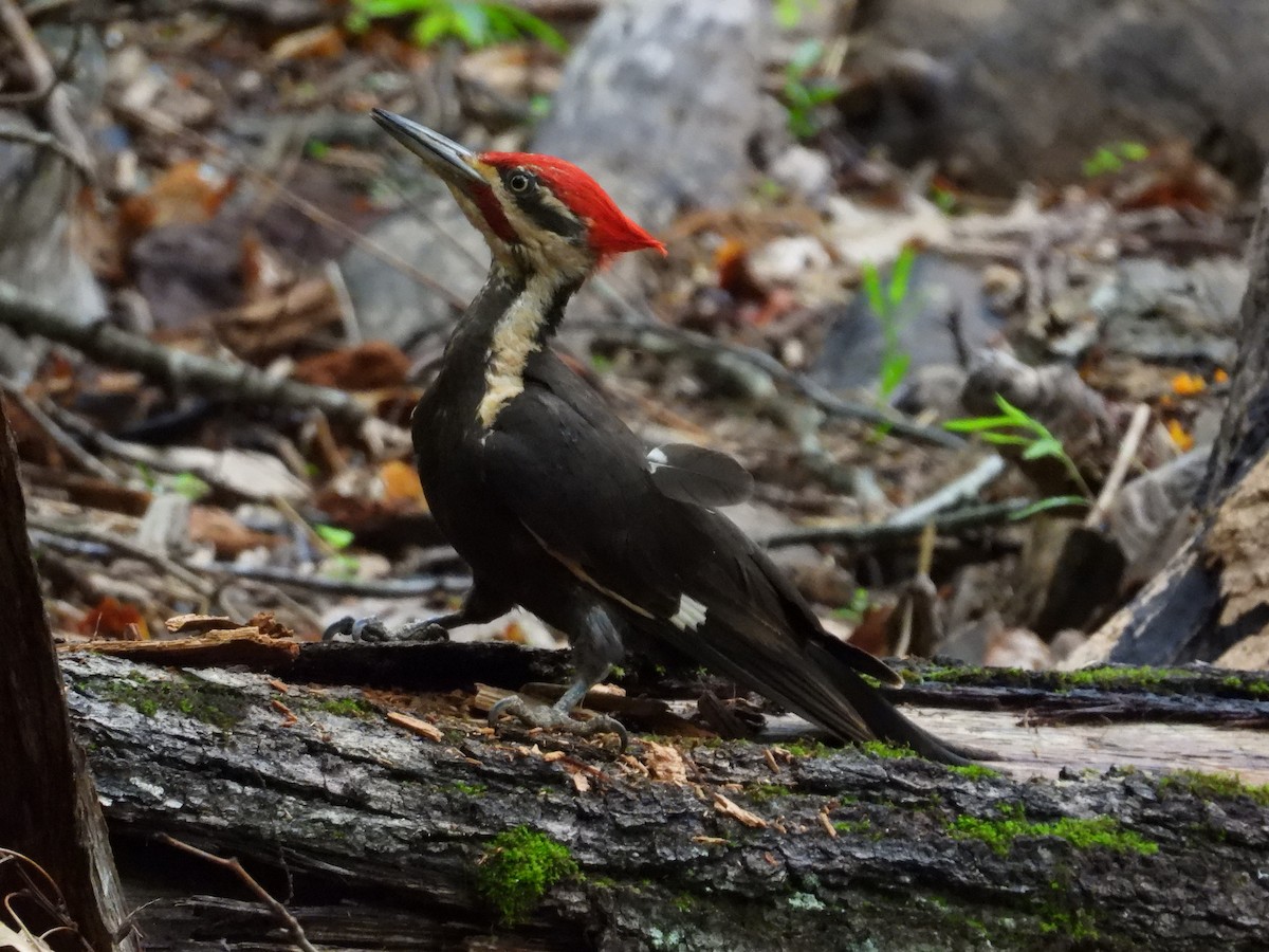 Pileated Woodpecker - ML637624735