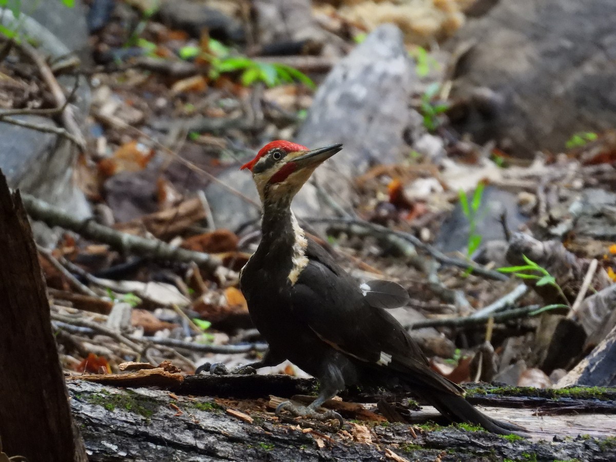 Pileated Woodpecker - ML637624736