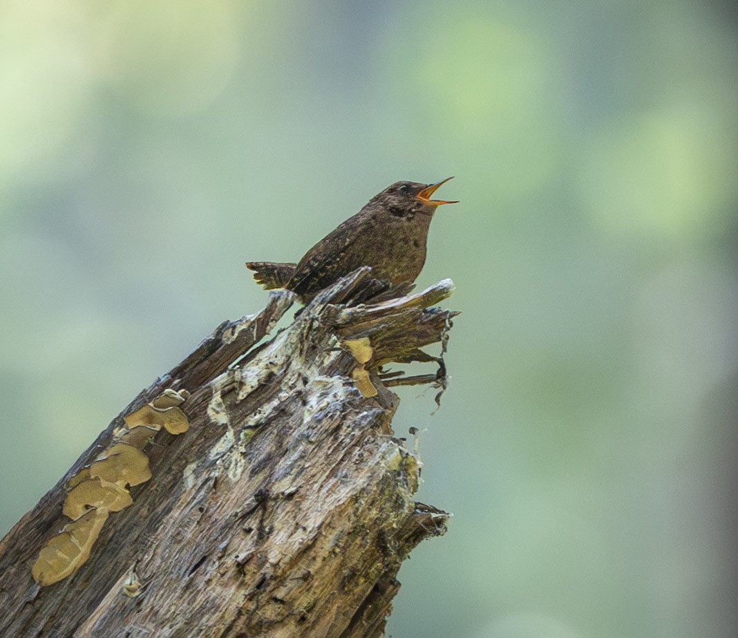 Pacific Wren (pacificus Group) - ML637624746