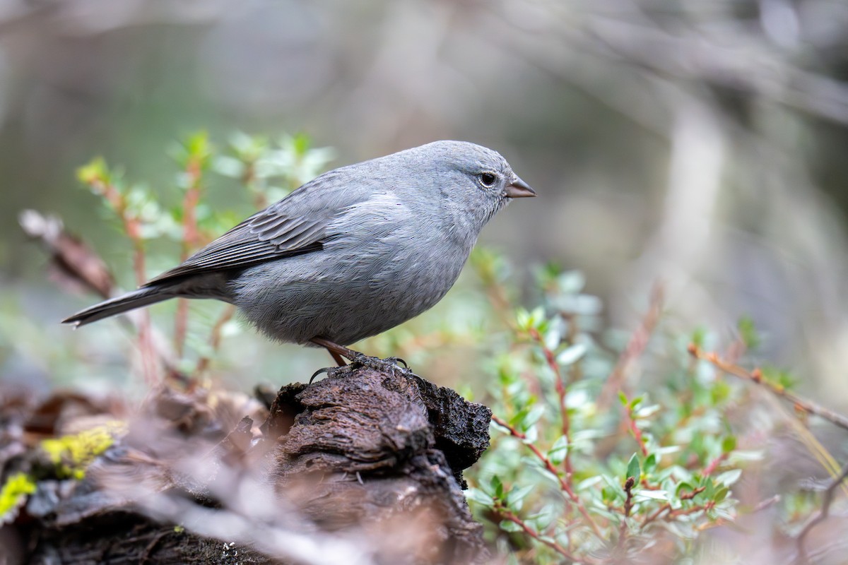 Plumbeous Sierra Finch - ML637624774