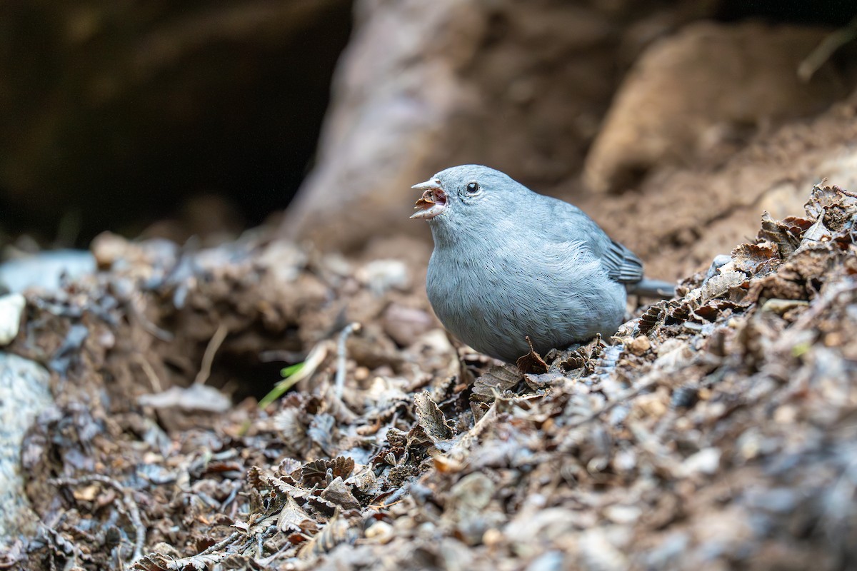 Plumbeous Sierra Finch - ML637624775