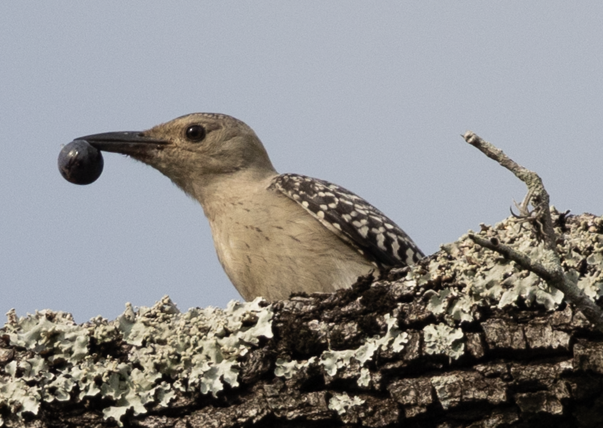 Golden-fronted Woodpecker - ML637624808