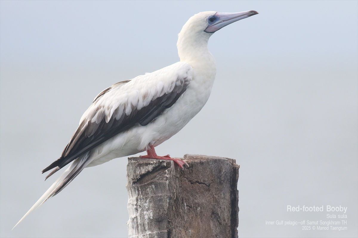 Red-footed Booby (Indopacific) - ML637624829