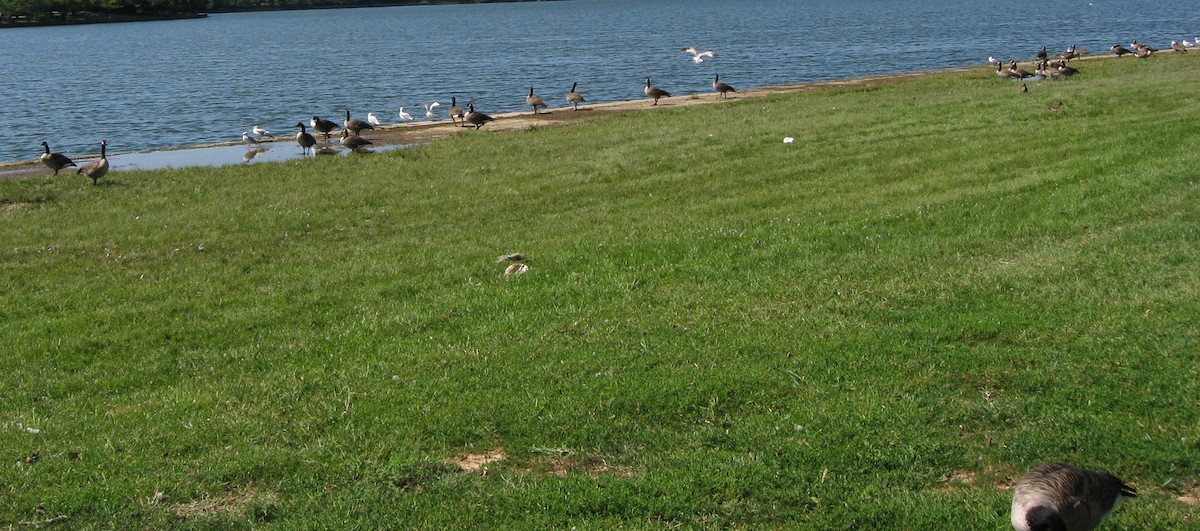 Canada Goose - ML637624846