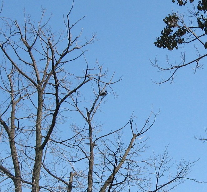 Fish Crow - ML637624853