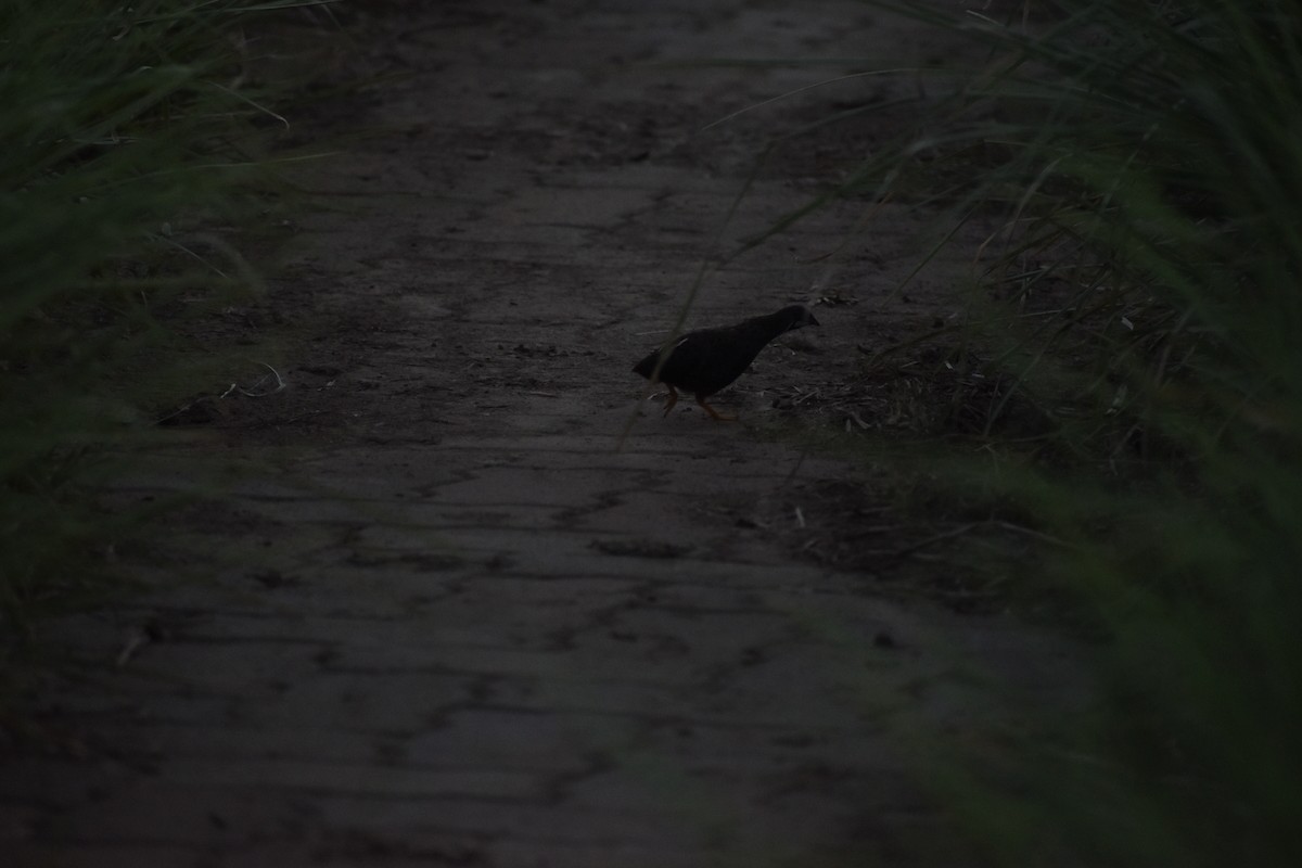 ヒメウズラ - ML637624862