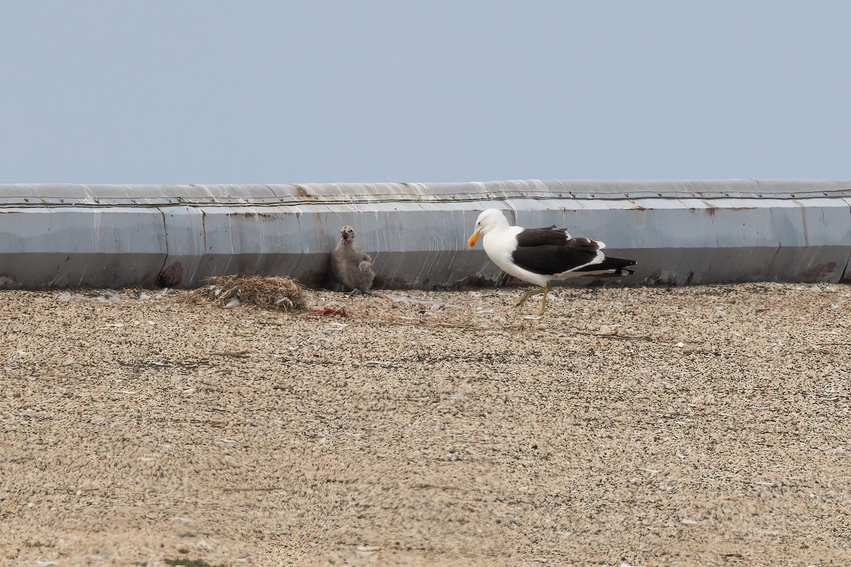 Kelp x American Herring Gull (hybrid) - ML637624892