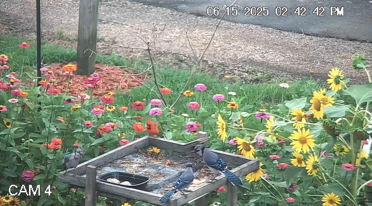 Blue Jay - ML637624901