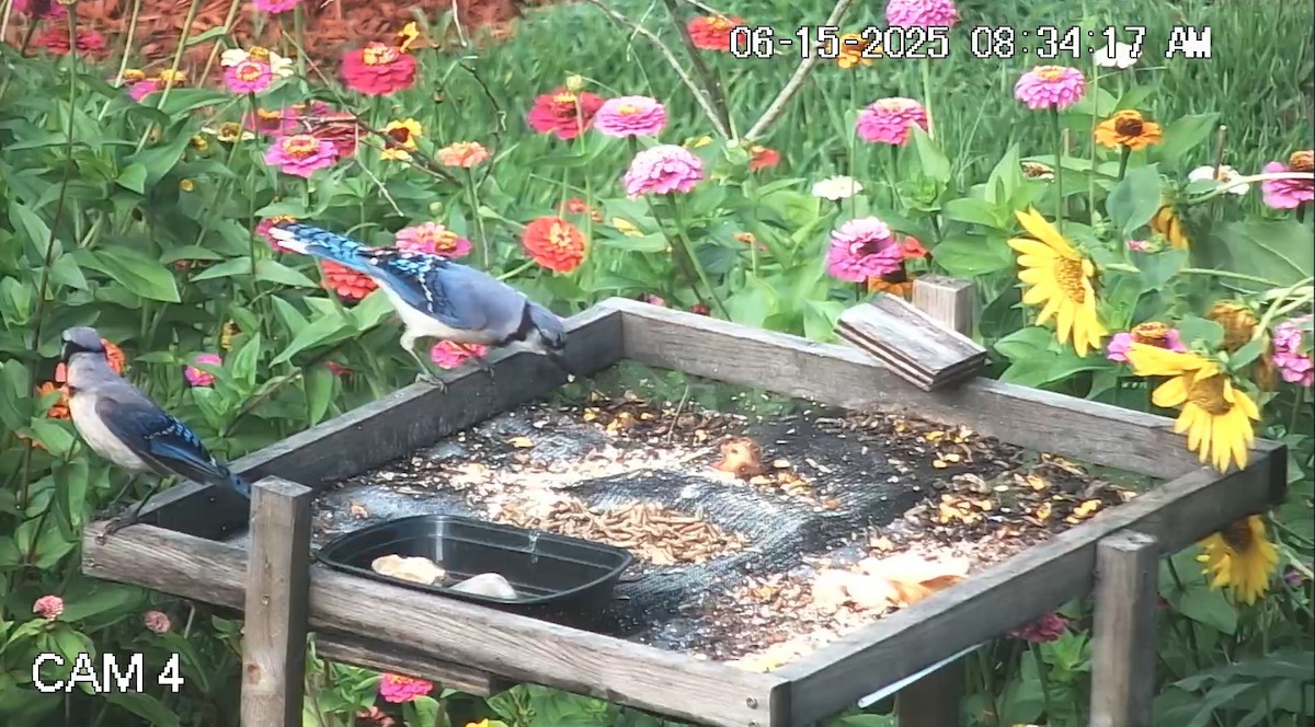 Blue Jay - ML637624902