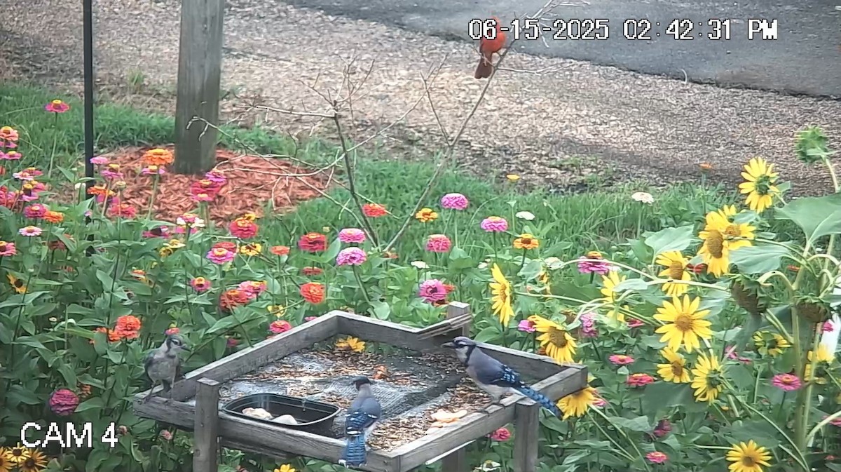 Blue Jay - ML637624904