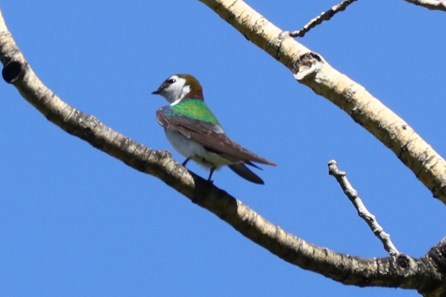 Hirondelle bicolore ou H. à face blanche - ML637624923