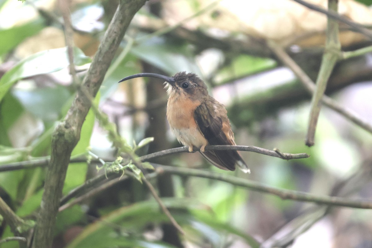 Bronzy Hermit - ML637624981