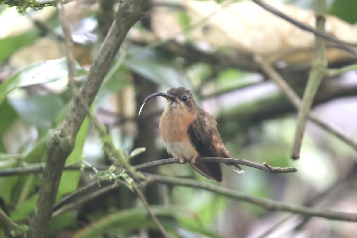 Bronzy Hermit - ML637624982