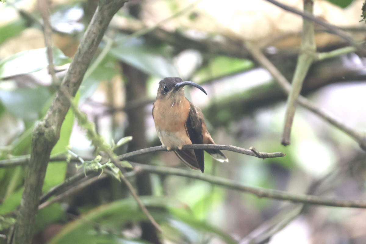 Bronzy Hermit - ML637624983