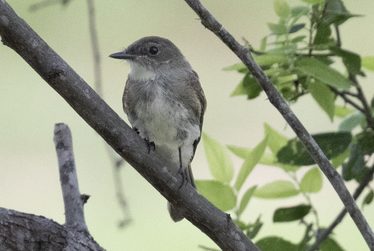 Eastern Phoebe - ML637624986
