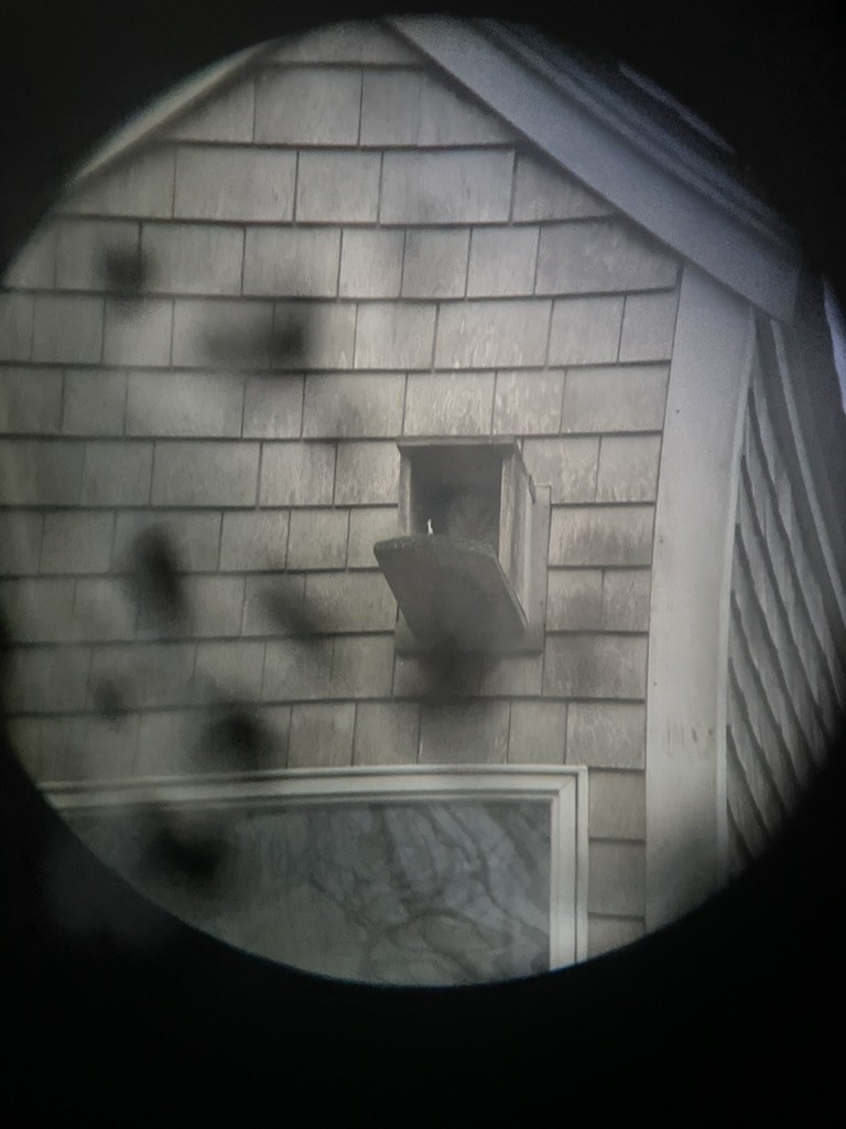 American Barn Owl - ML637624992
