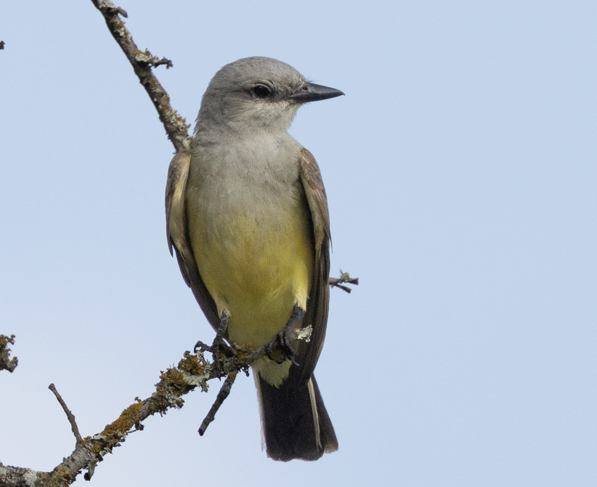 Western Kingbird - ML637625022