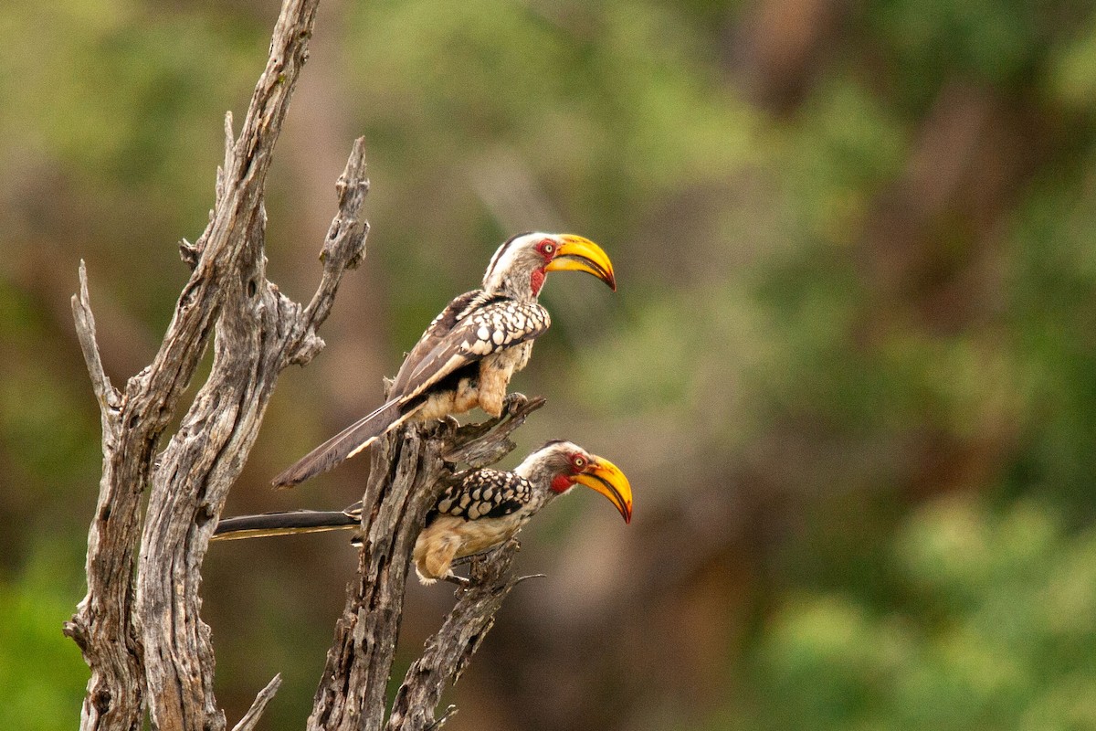Southern Yellow-billed Hornbill - ML637625069