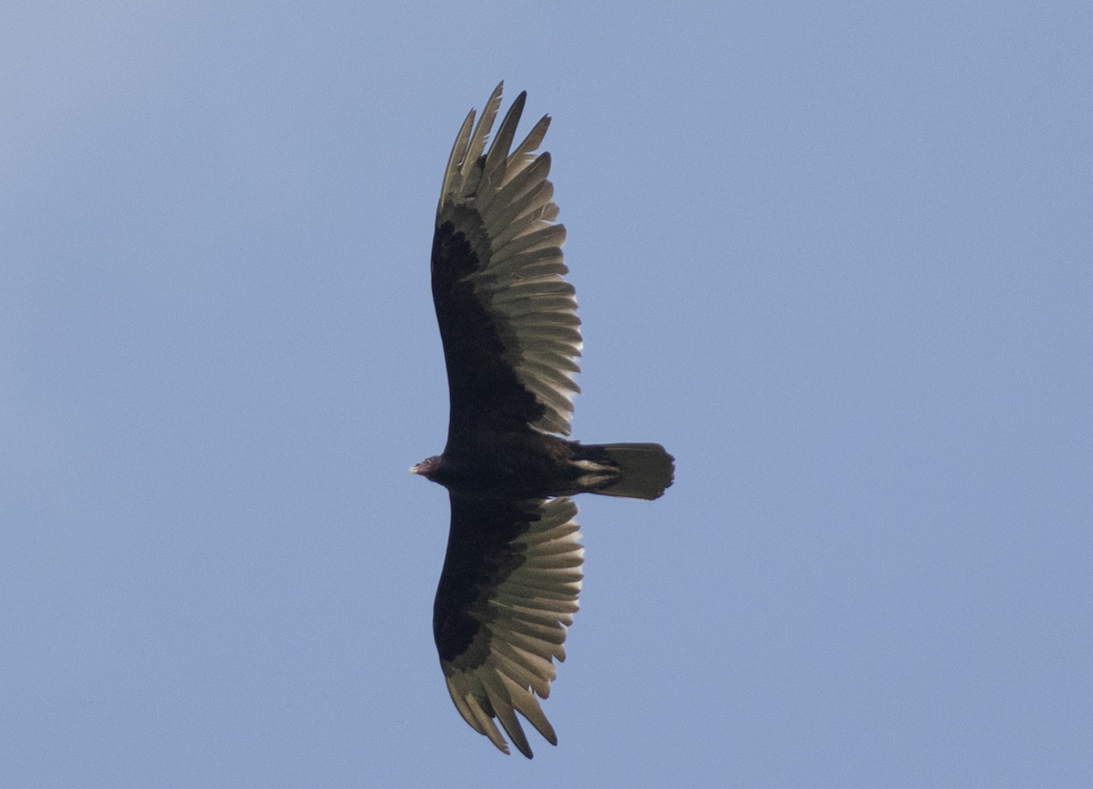 Turkey Vulture - ML637625082