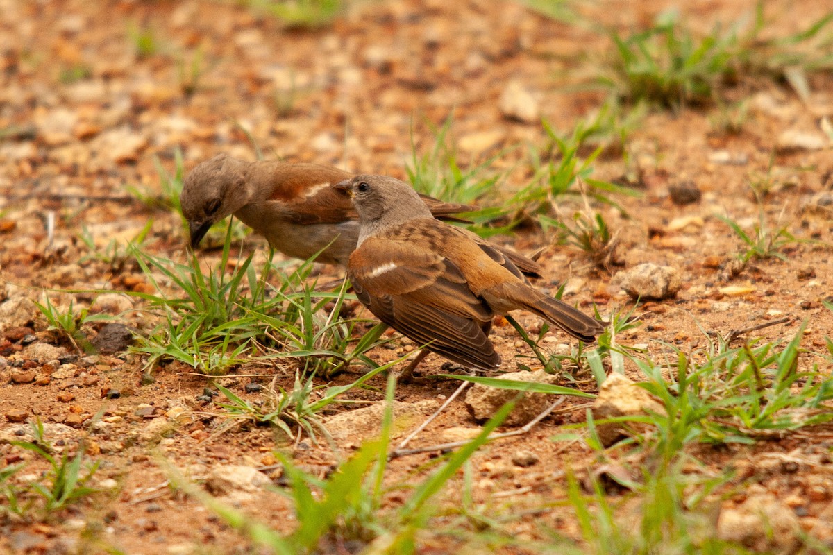Southern Gray-headed Sparrow - ML637625088