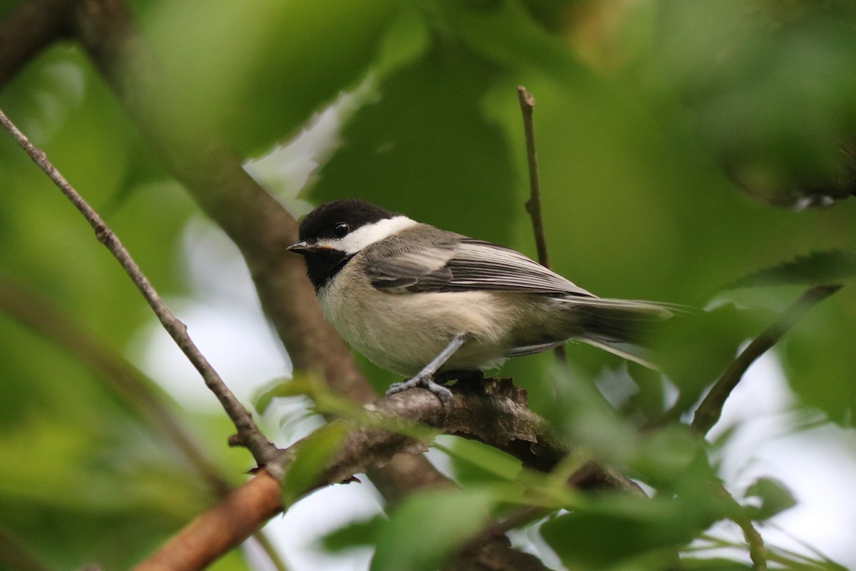 Black-capped Chickadee - ML637625091