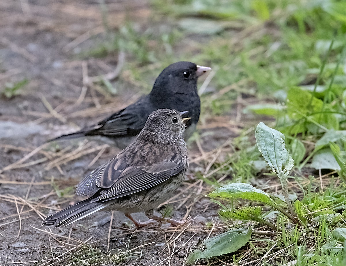 Dark-eyed Junco - ML637625141