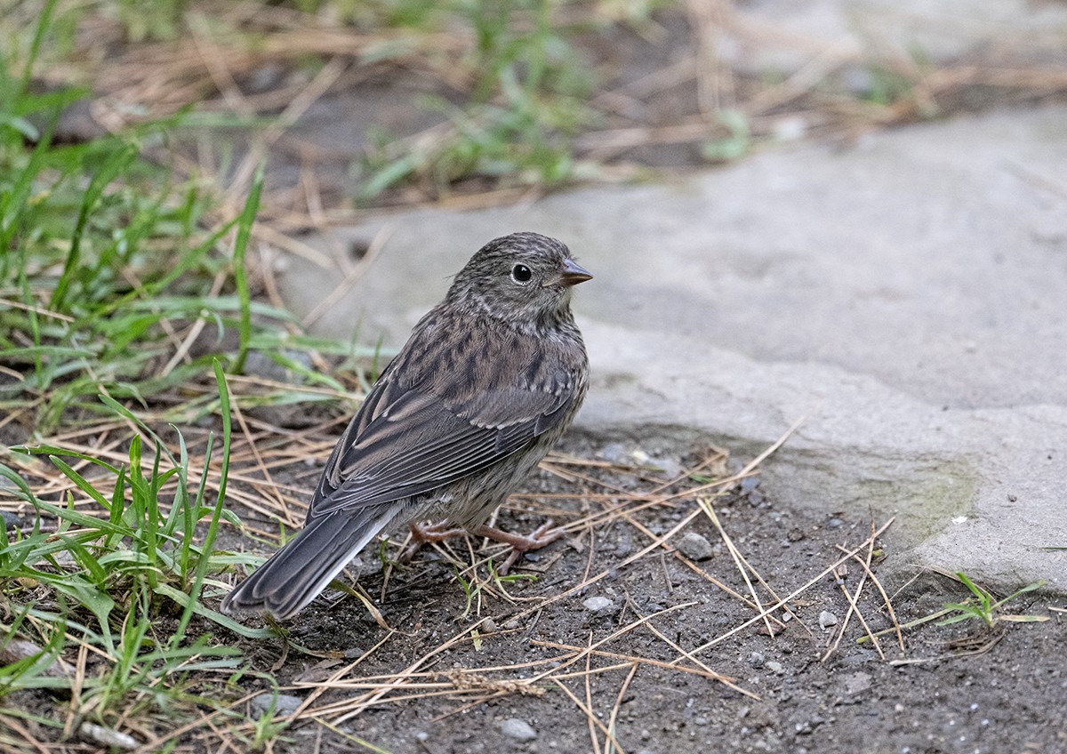 Dark-eyed Junco - ML637625149