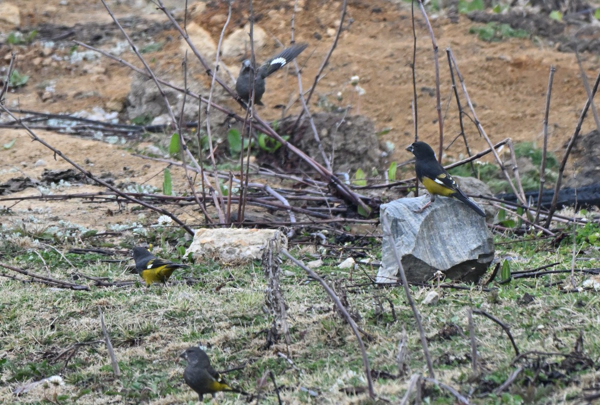 White-winged Grosbeak - ML637625151