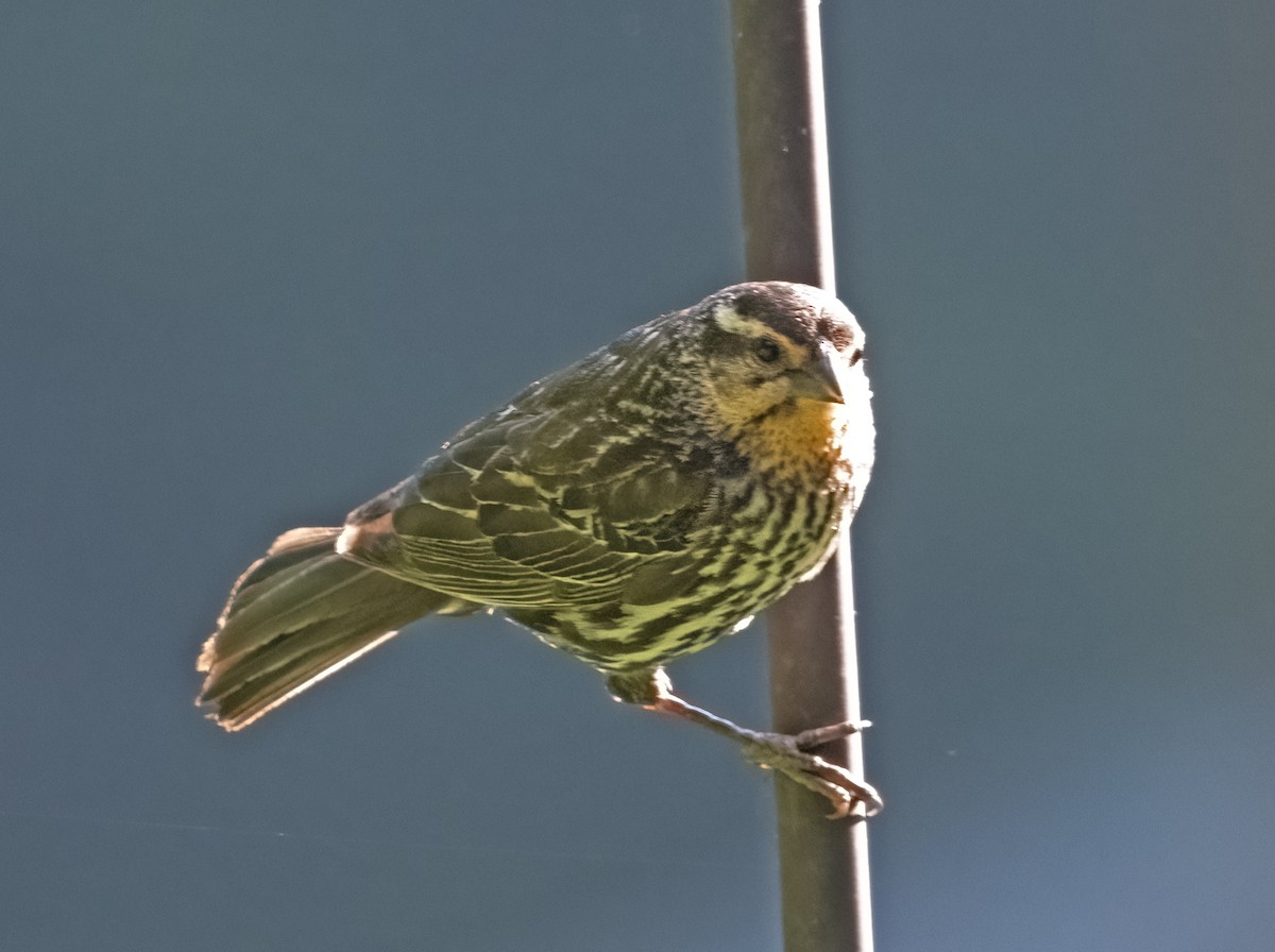 Red-winged Blackbird - ML637625159