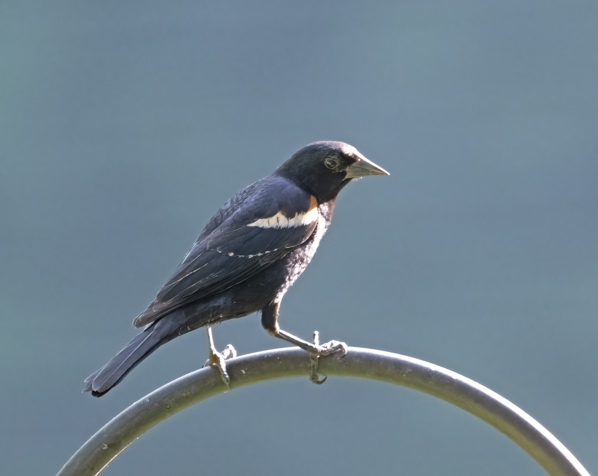Red-winged Blackbird - ML637625163