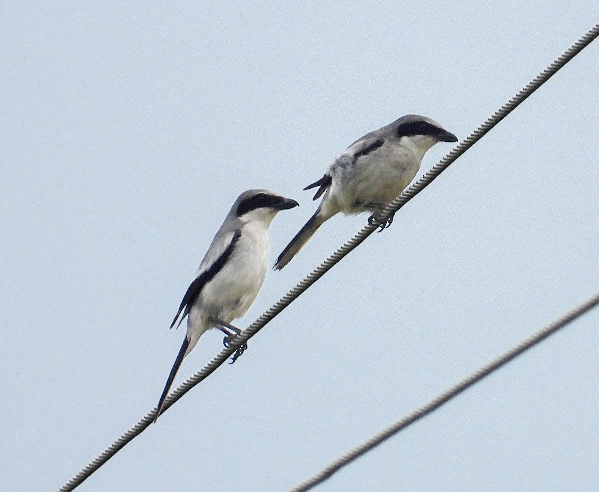 Loggerhead Shrike - ML637625170