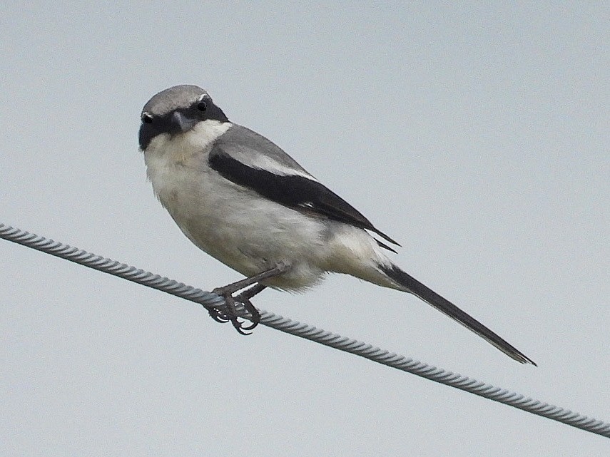 Loggerhead Shrike - ML637625171