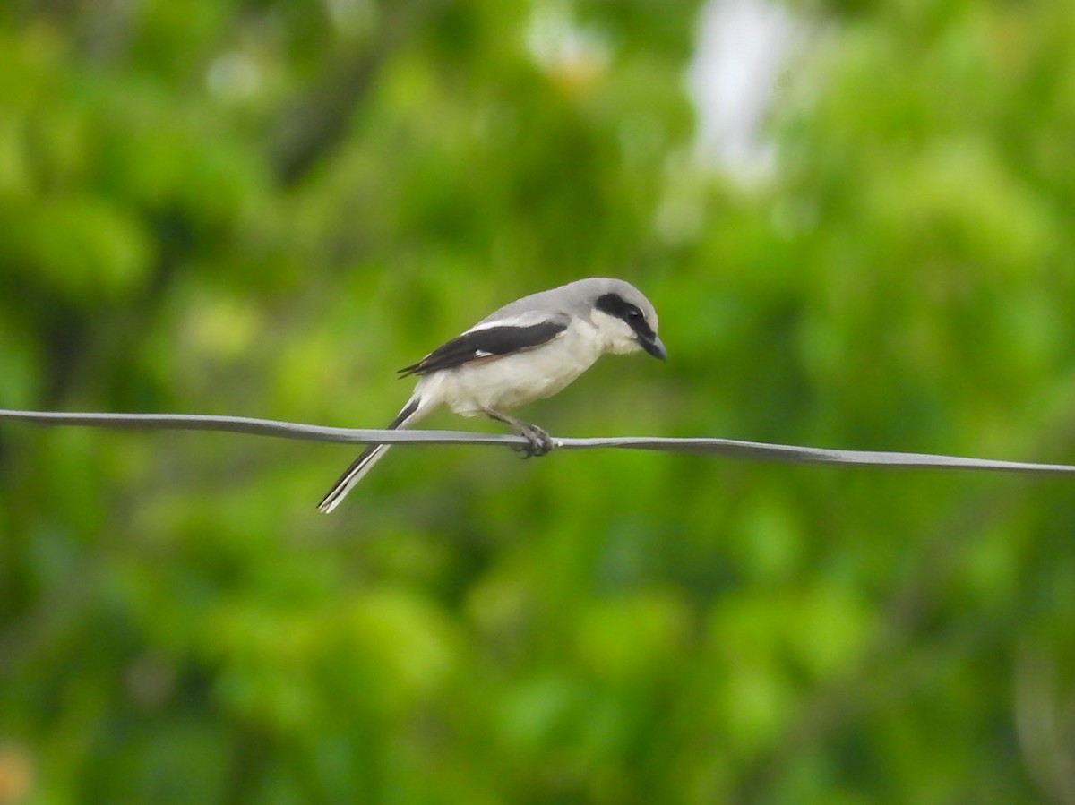 Loggerhead Shrike - ML637625172