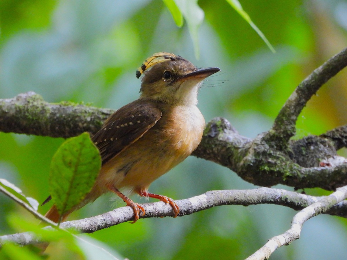 Tropical Royal Flycatcher - ML637625187